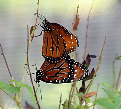 [The two butterflies are perched on the same thin branch facing away from each other with just the outer edges of their wings overlapping. We see the left side of one butterfly and the right side of the other. Both bodies are black with white dots. The wings are orangish-brown with black veins and edges and white dots across both the bodies and the edges.]